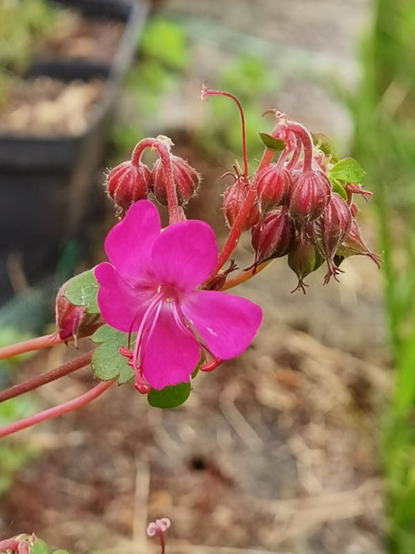 Geranium x cantabrigiense 'Westray'